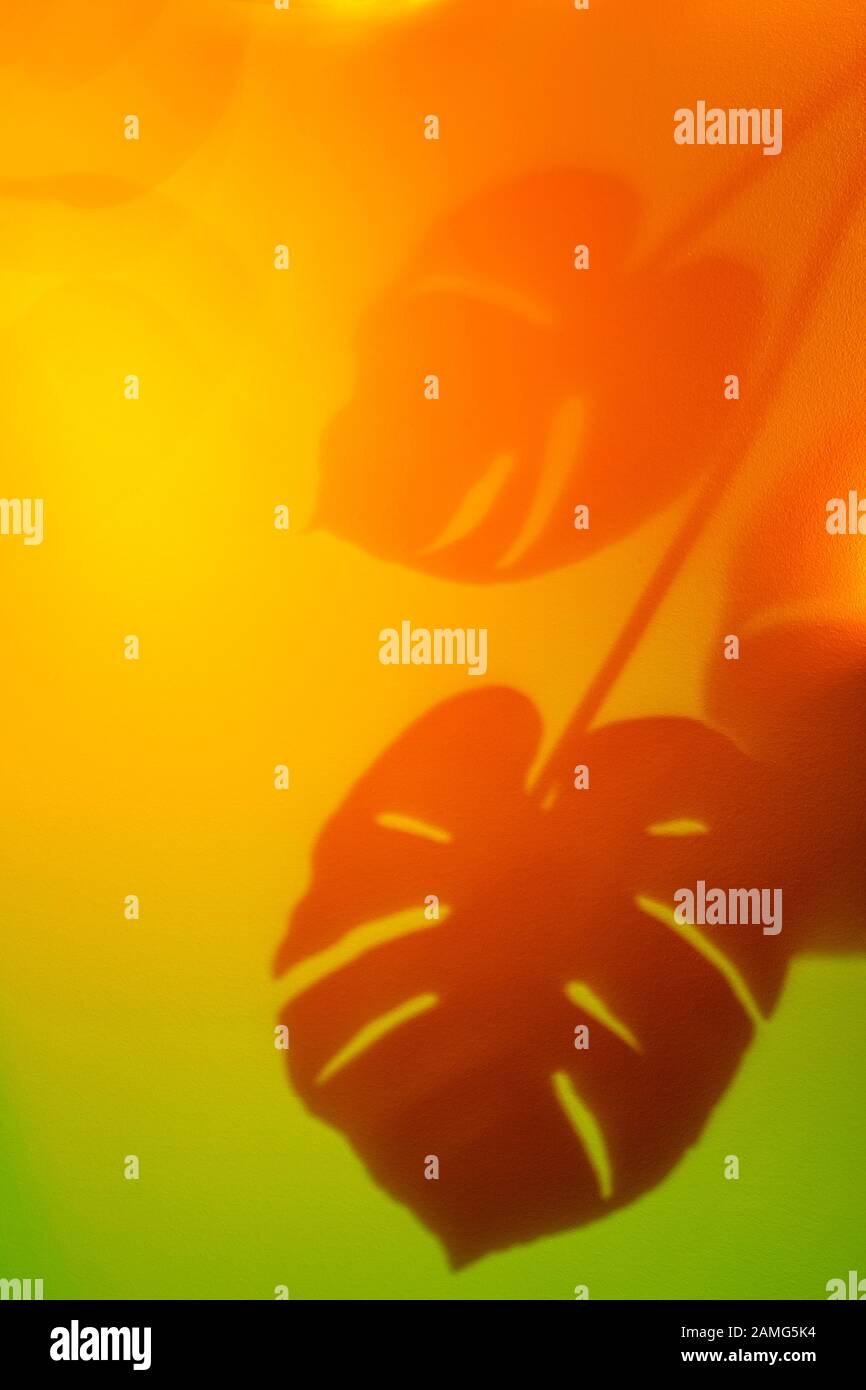 Schatten von Monstera-Blättern in gelbroten und grünen Farben Stockfoto