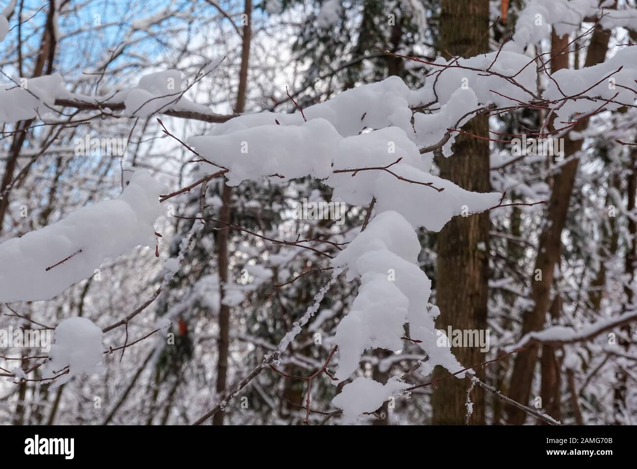 Schneeansammlungen auf Ästen eines Baumes nach einem Schneesturm Stockfoto