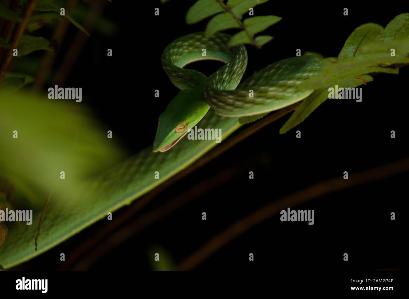 Grüne Schlange im Dschungel Stockfoto