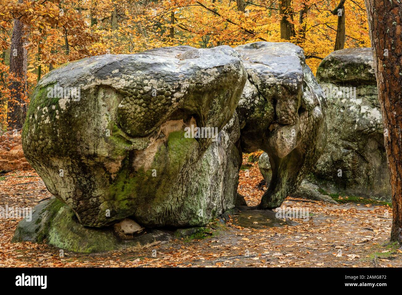 Frankreich, seine et Marne, Barbizon, Wald von Fontainebleau, Biosphärenreservat Fontainebleau und Gatinais von der UNESCO, Elephant Site and Rock // Frankreich, Stockfoto