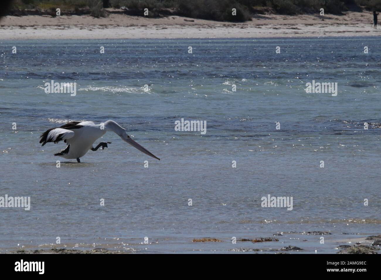 Australisches Pelikanleben Stockfoto