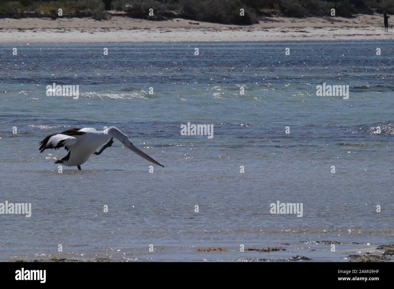 Australisches Pelikanleben Stockfoto