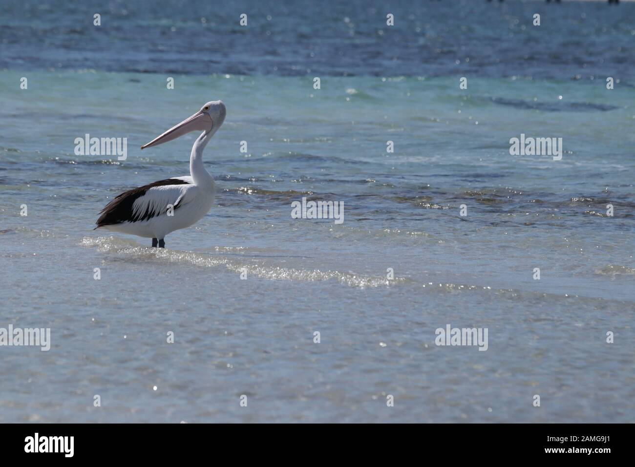 Australisches Pelikanleben Stockfoto