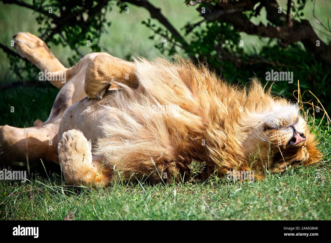 Lion (Panthera leo), ein entspannter Mann auf dem Rücken, Maasai Mara, Kenia. Stockfoto