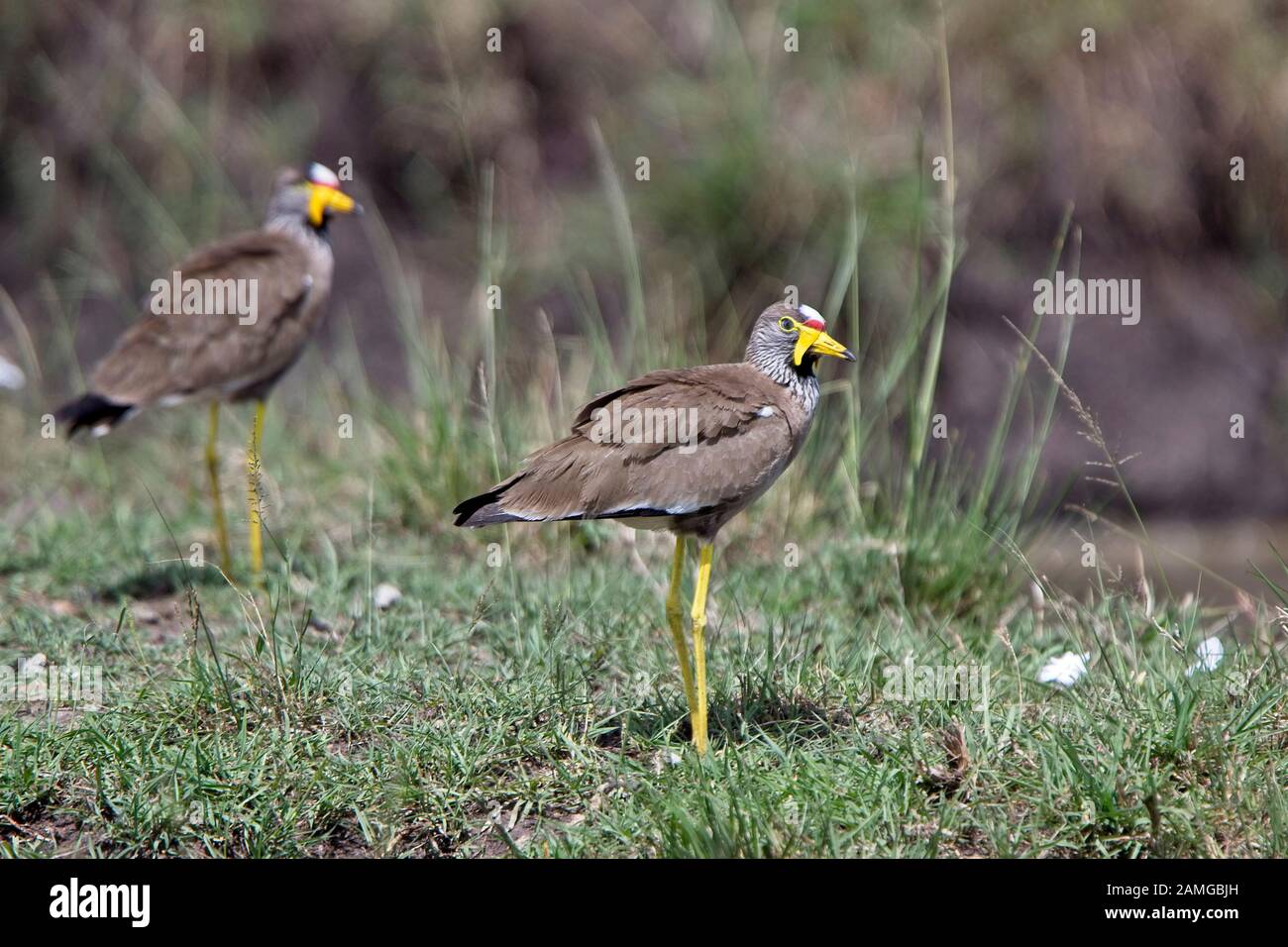 Afrikanische Wattled Lapwing (Senegal Wattled Plover, Vanellus senegallus), Maasai Mara, Kenia. Stockfoto