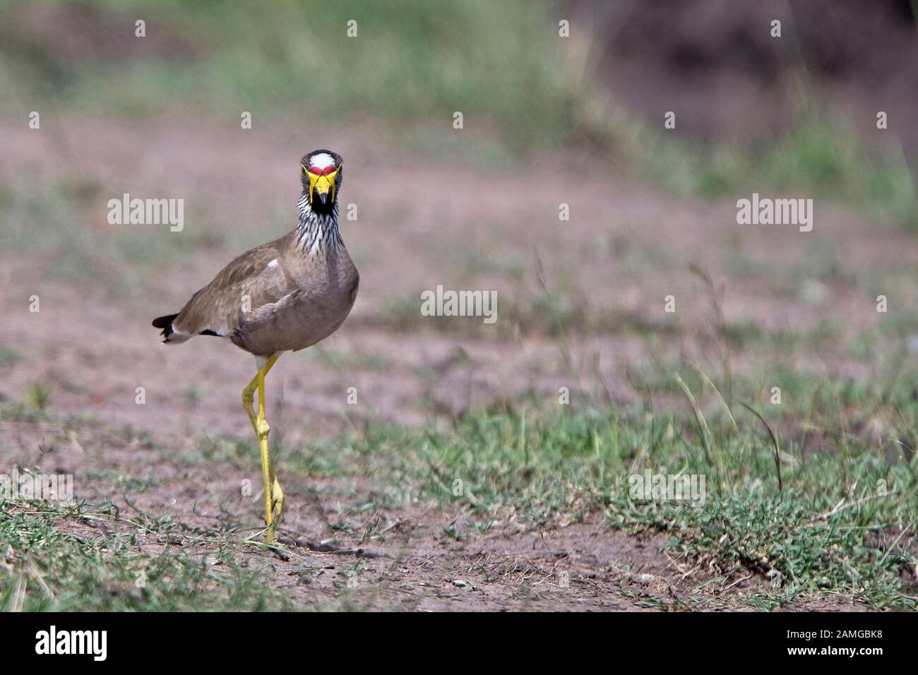 Afrikanische Wattled Lapwing (Senegal Wattled Plover, Vanellus senegallus), Maasai Mara, Kenia. Stockfoto