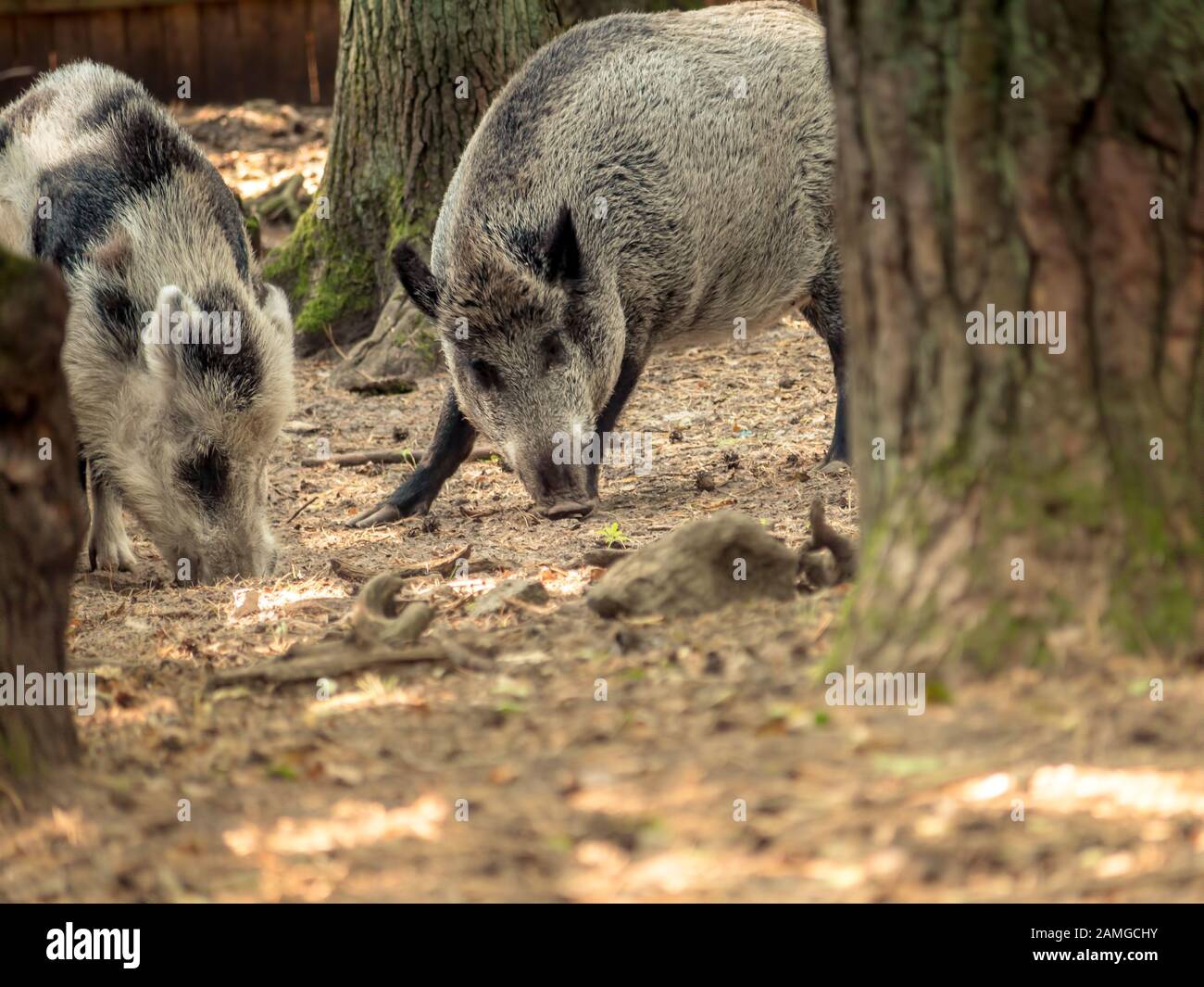 Zwei Wildschweine, die im Wald nach Nahrung suchen Stockfoto