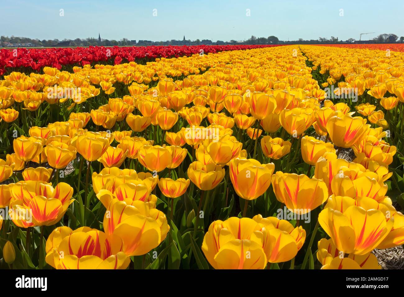 Traditionelles niederländisches Tulpenfeld mit gelben Tulpen mit roten Streifen in einer Reihe in unmittelbarer Nähe Stockfoto