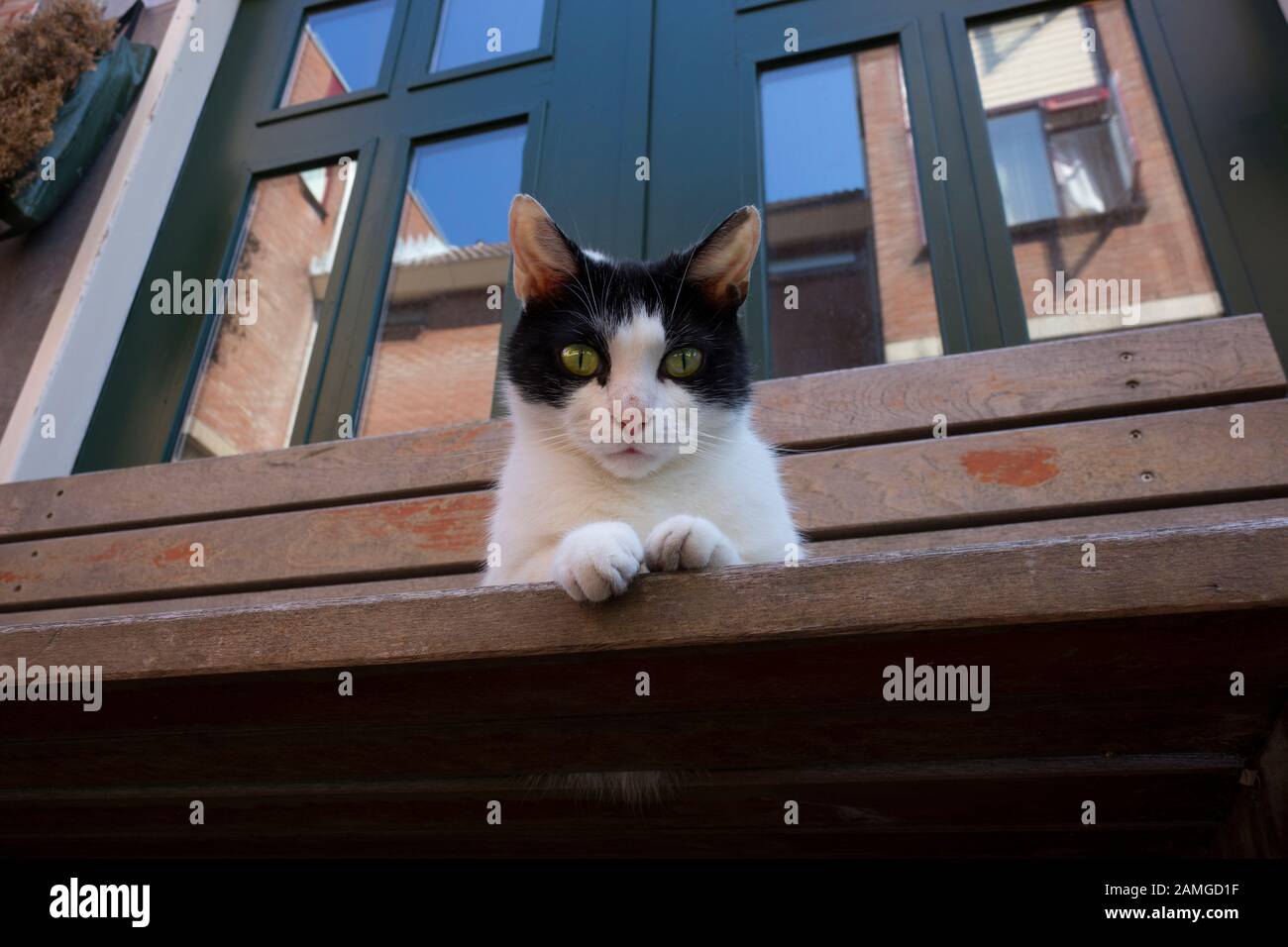 Schwarz-weiße Katze sitzt auf einer Bank vor einem Haus, das in die Kamera blickt Stockfoto
