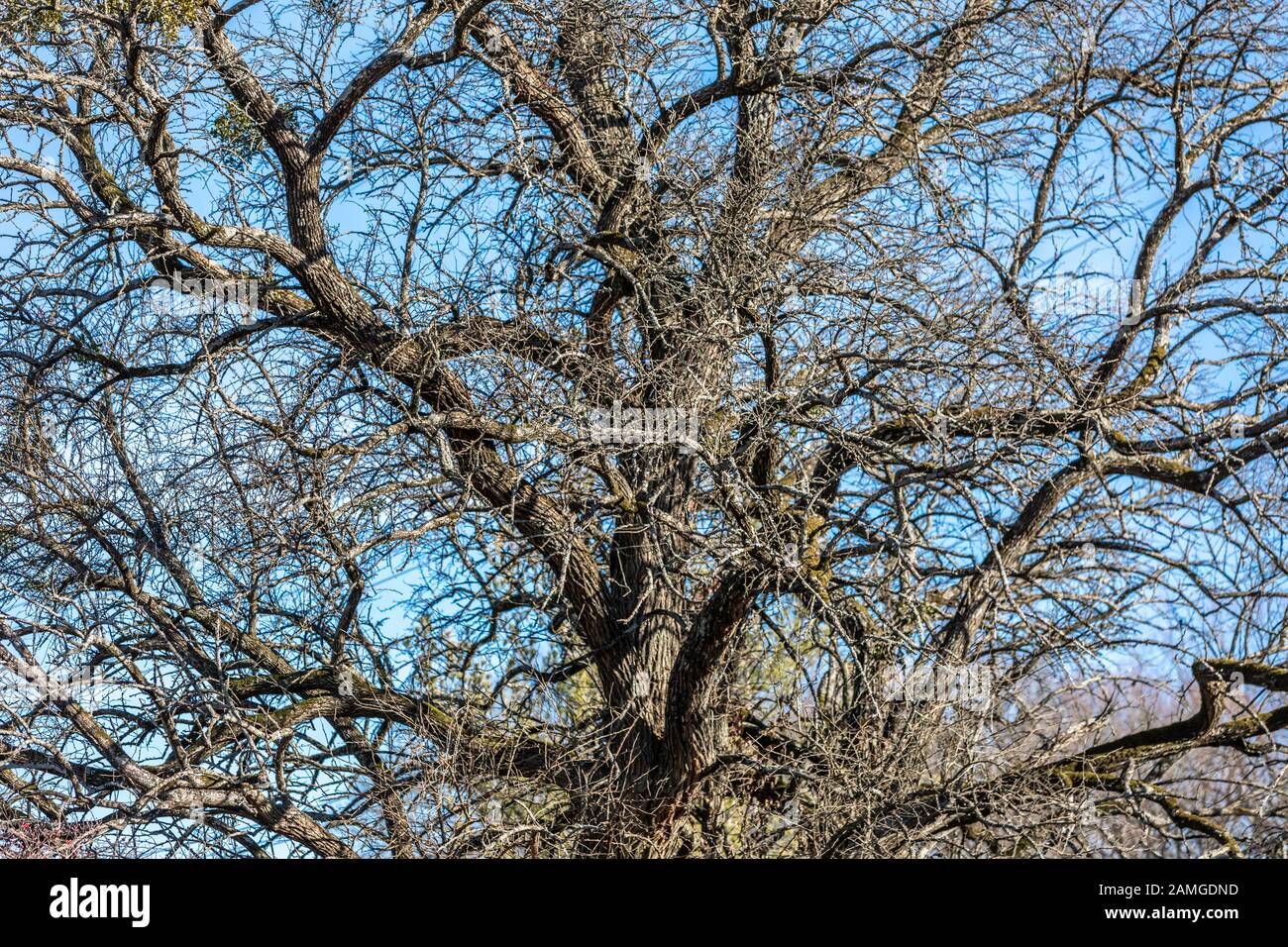 Detailbild eines komplizierten Verzweigungssystems eines Baumes im Winter Stockfoto