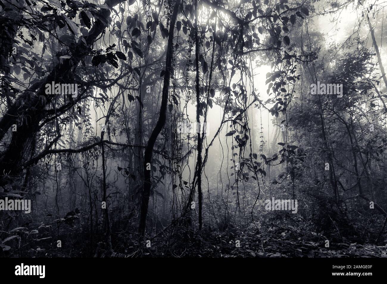 Nebeliger tropischer Wald von Chiang Dao in Thailand, vintageblau getönte Ausgabe, Chiang Dao, Thailand Stockfoto