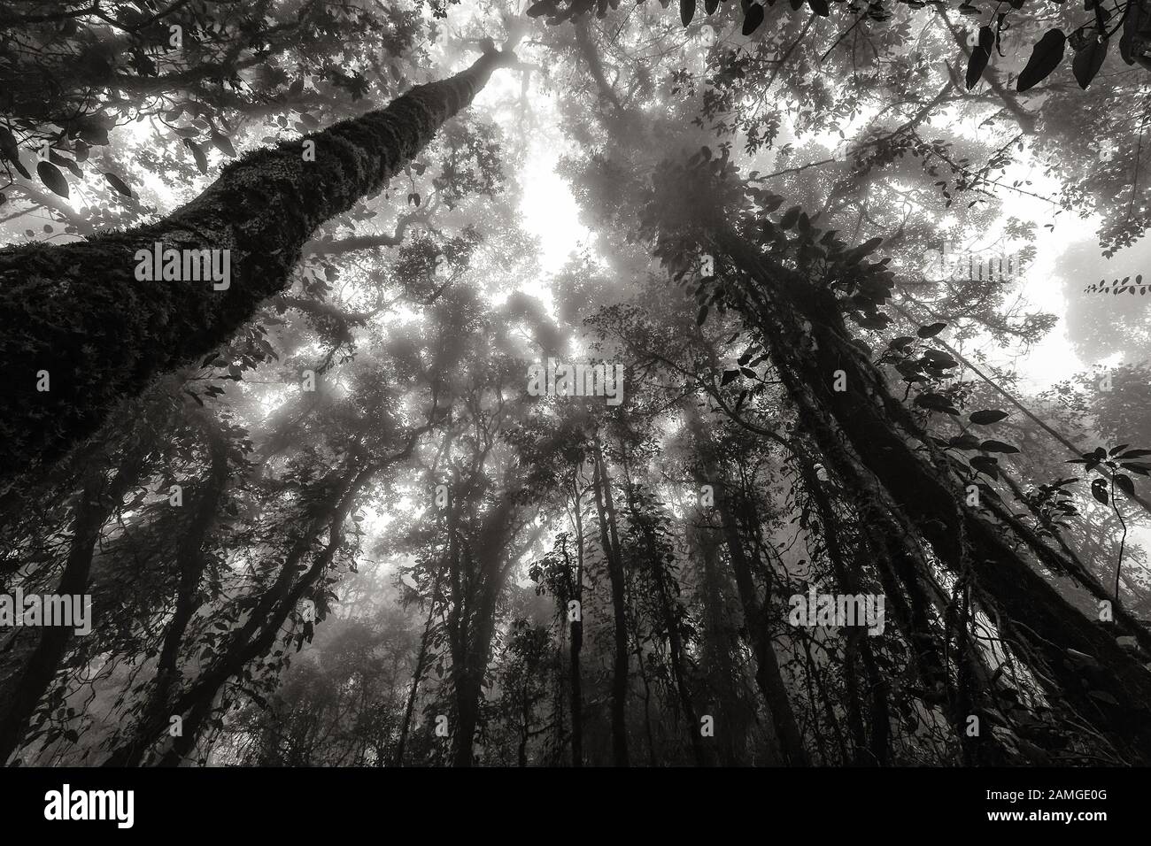 Schwarz-weißer, nebeliger tropischer Wald am frühen Morgen, Blick von unten Stockfoto