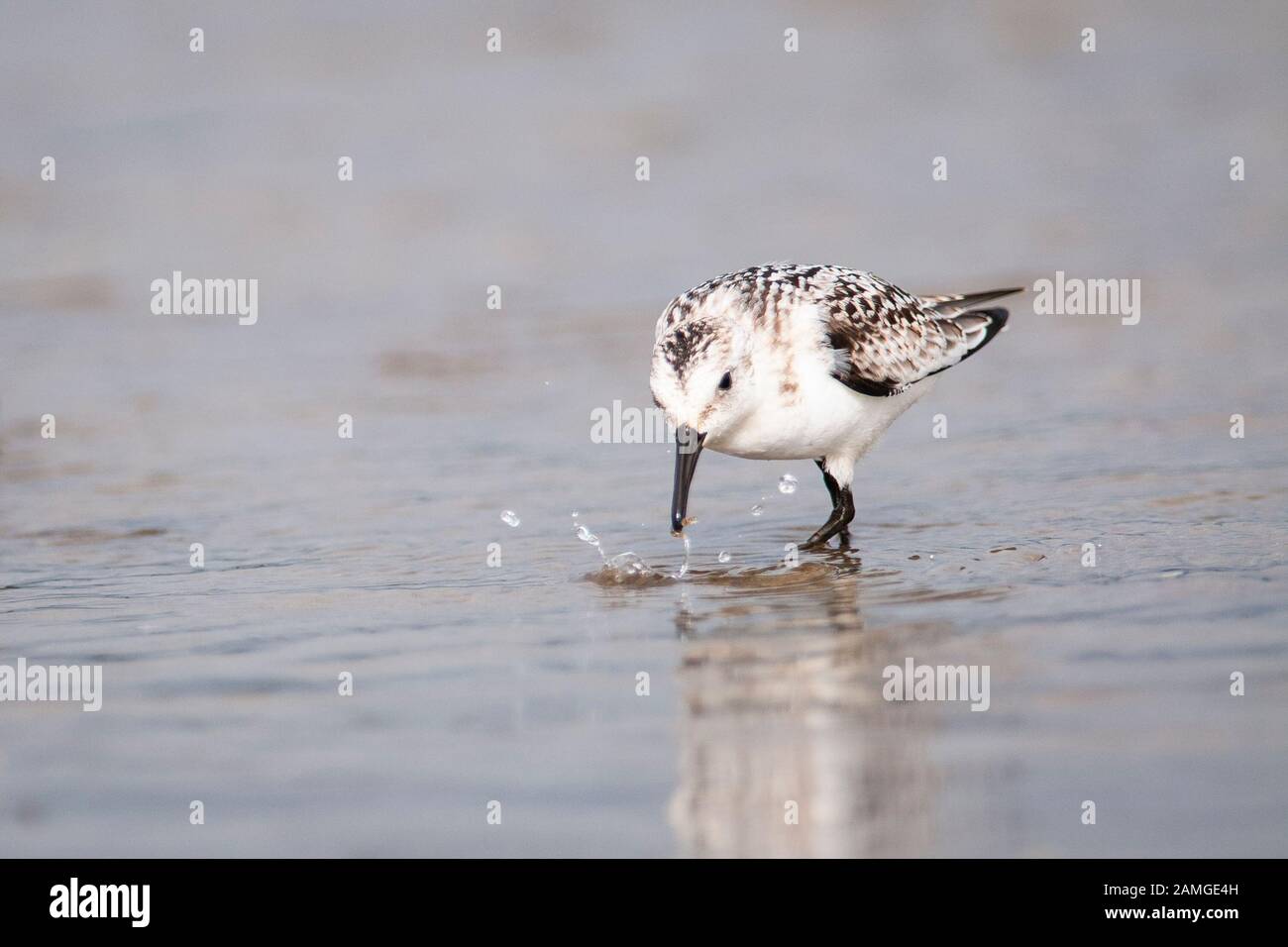 Sanderling forst in seichten Gewässern eines Marsches Stockfoto