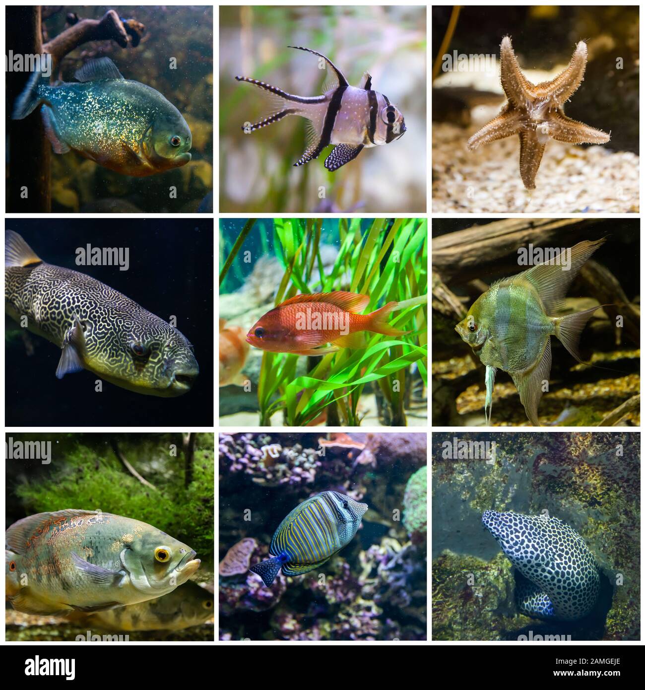 Inmitten wunderbarer und schöner Unterwasserwelt mit Korallen und tropischen Fischen. Stockfoto