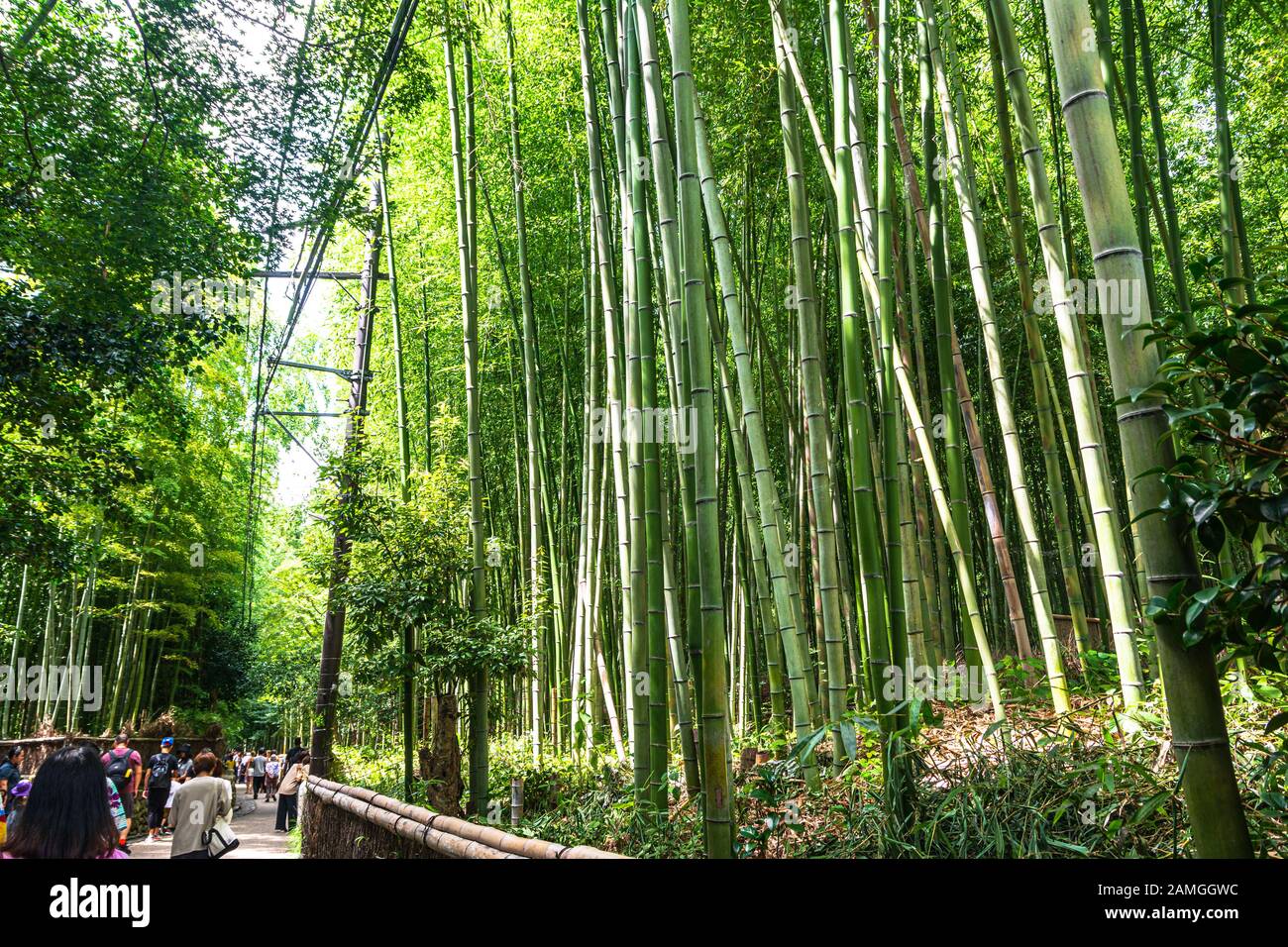 Kyoto, Japan, Asien - 4. September 2019: Der Hauptweg von Arashiyama Bamboo Grove in Arashiyama Stockfoto