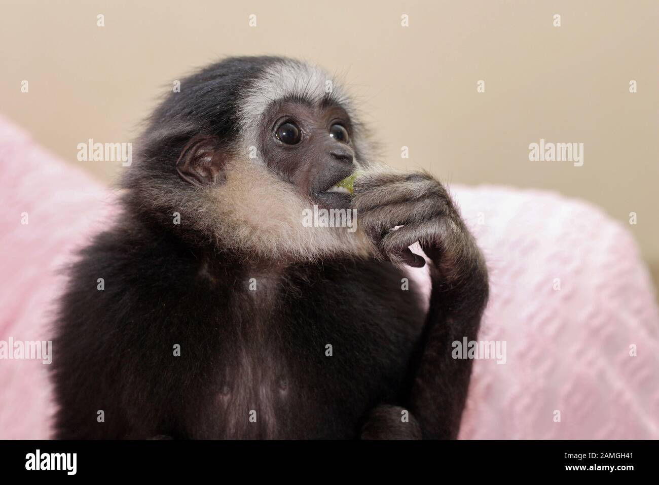 Ein junger Mann Lar Gibbon, der Windel trägt, feiert seinen ersten Geburtstag. Hylobates lar. Stockfoto