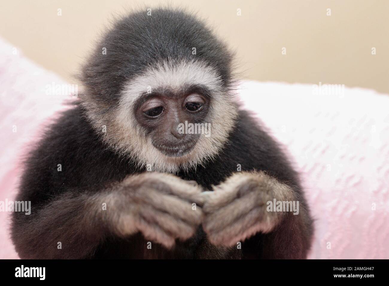 Ein junger Mann Lar Gibbon, der Windel trägt, feiert seinen ersten Geburtstag. Hylobates lar. Stockfoto