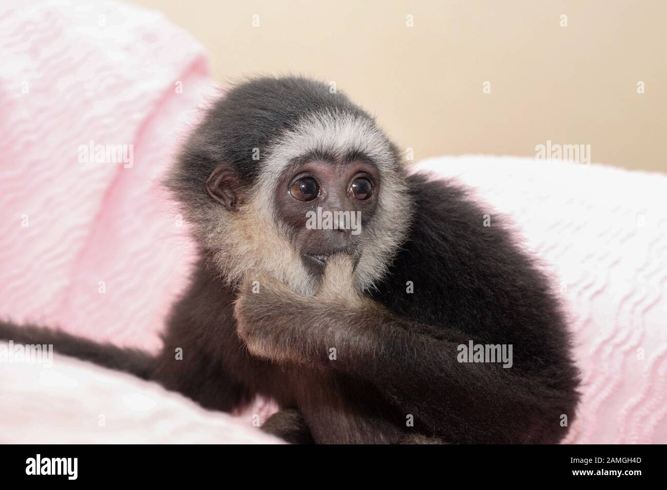 Ein junger Mann Lar Gibbon feiert seinen ersten Geburtstag. Hylobates lar. Stockfoto
