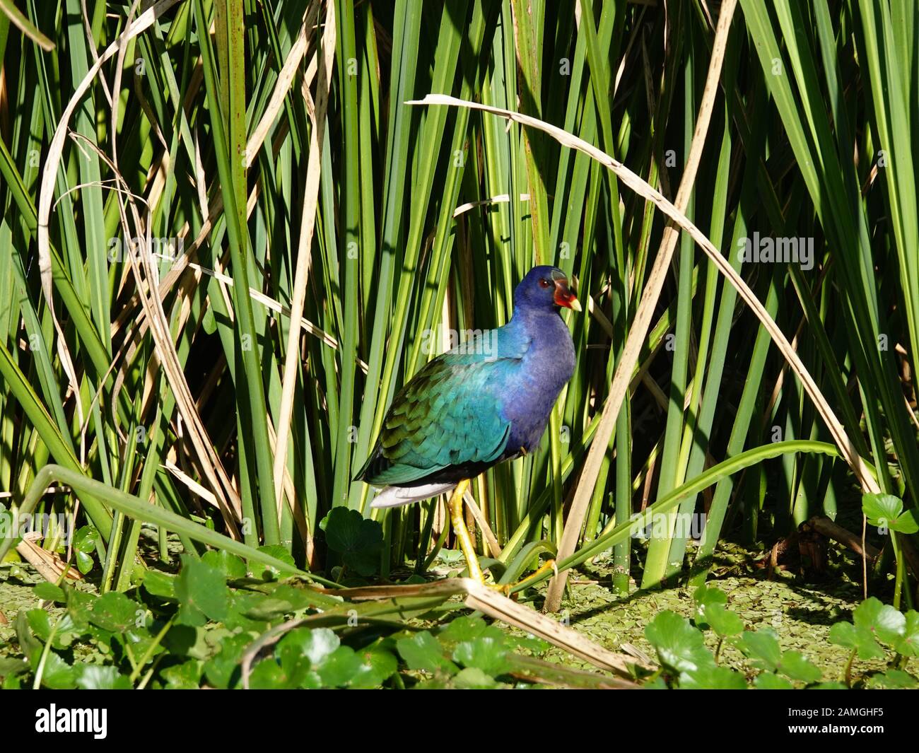 Amerikanische violette Gallinule, Porphyrio martinicus, allgemein bekannt als Sumpfhenne oder gelbbeinige Gallinule, stehend auf einem Bein im Sumpfgras, Florida. Stockfoto