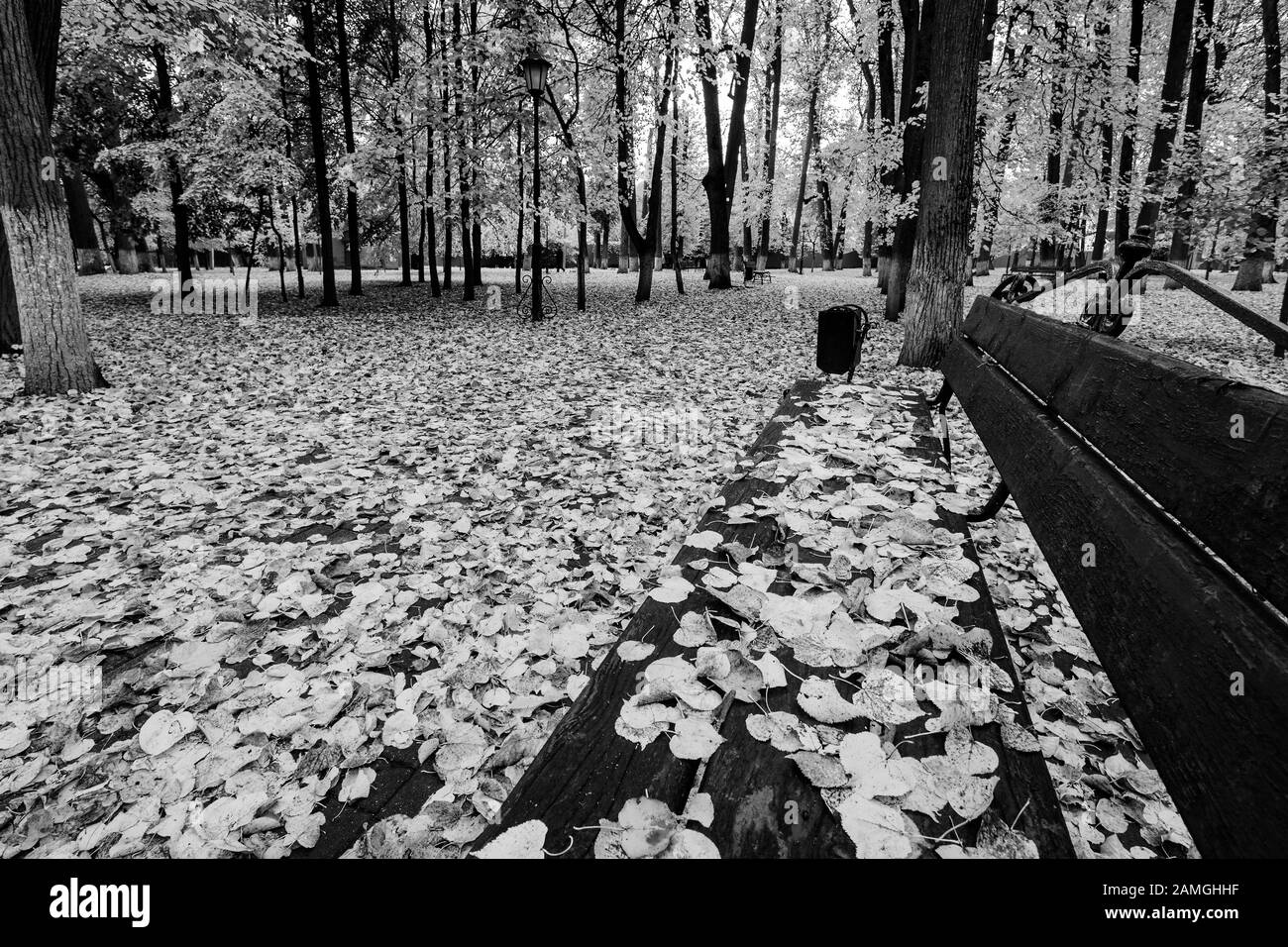 Blattfall im Park im Herbst. Landschaft mit Linde und Bank im Vordergrund an einem bewölkten Tag. Stockfoto
