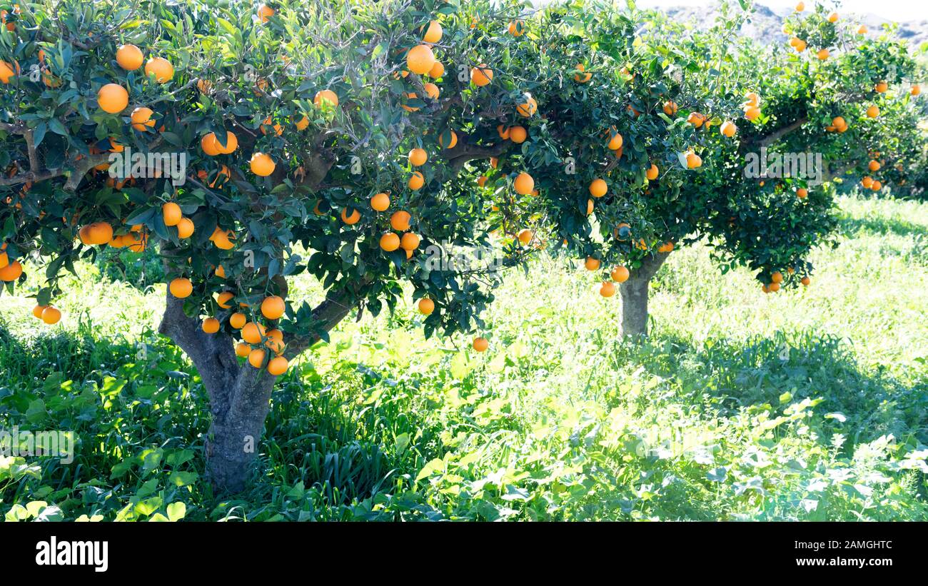 Ein Paar spanischer Orangenbaum mit Obst auf der Andalusier Landseite. Grüner Hintergrund mit Kopierraum Stockfoto