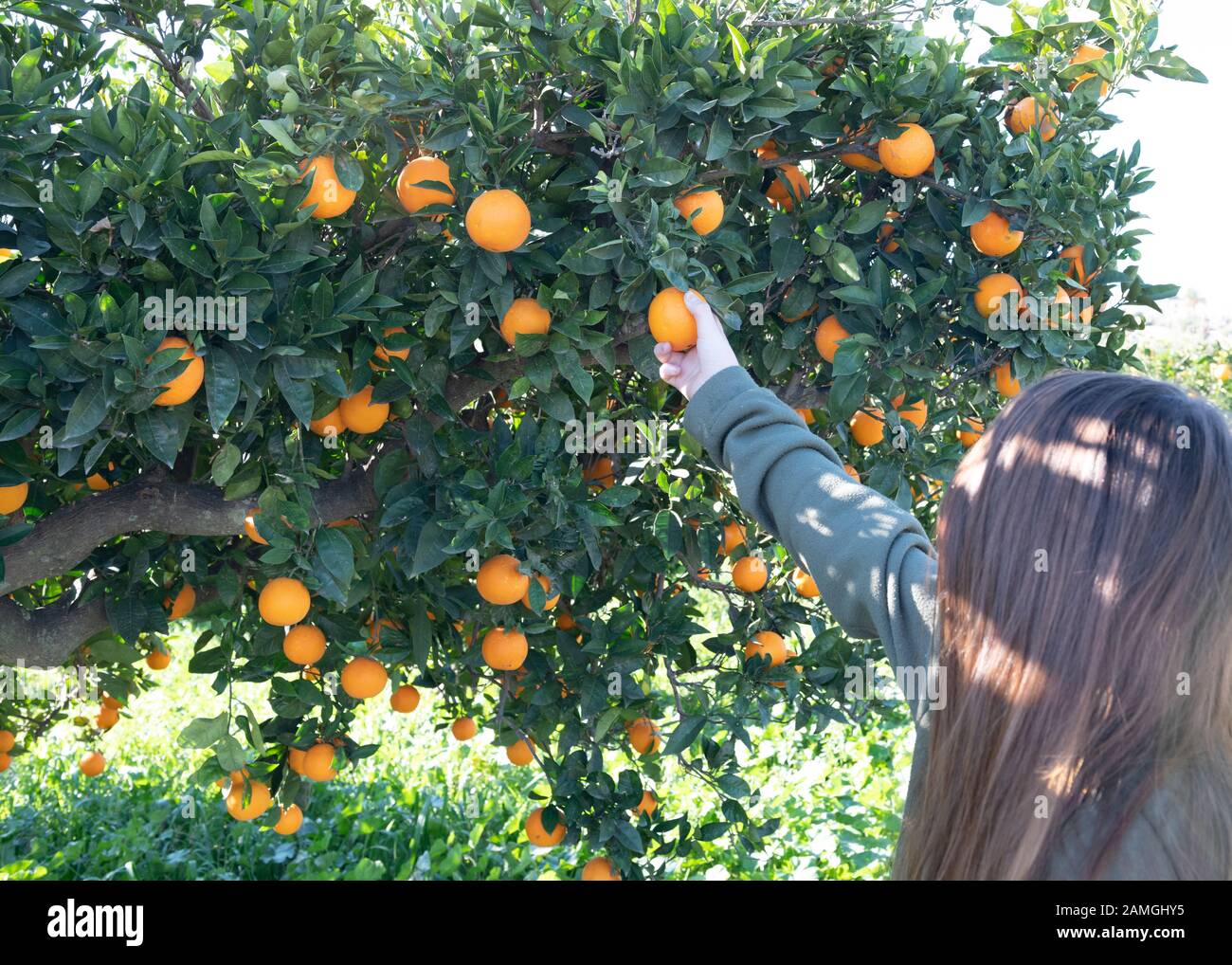 Die Person, die Früchte von einem Orangenbaum in der schönen Landschaft andalucia pflückt, kopiert im Hintergrund Platz Stockfoto
