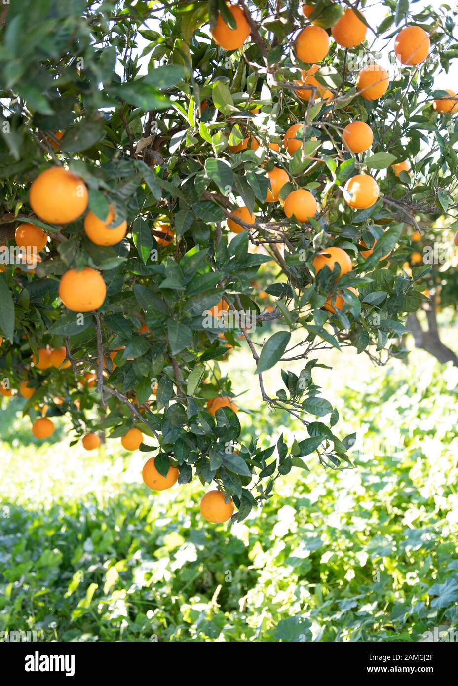 Vertikaler selektiver Fokus eines spanischen Orangenbaums mit Obst auf der Andalusier Landseite. Grüner Hintergrund mit Kopierraum Stockfoto