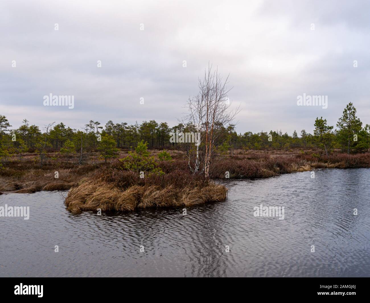 Landschaft mit roten Moose bog, kleine bog Kiefern, kleine Seen bog und Wind bewegten Wasser Stockfoto