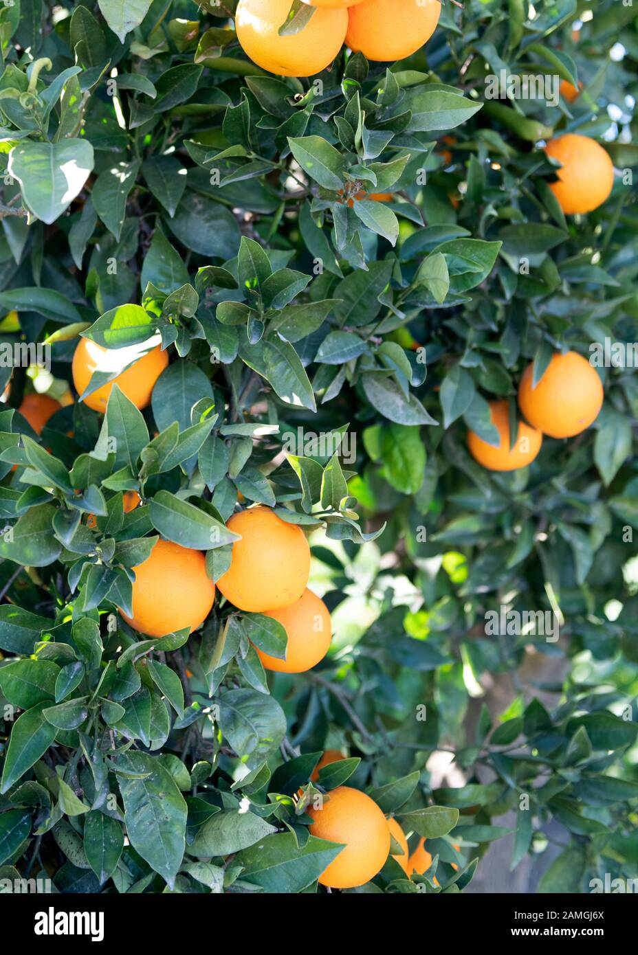 Spanischer Orangenbaum mit reifer Frucht auf der Andalusier Landseite. Grüner Hintergrund mit Kopierraum Stockfoto