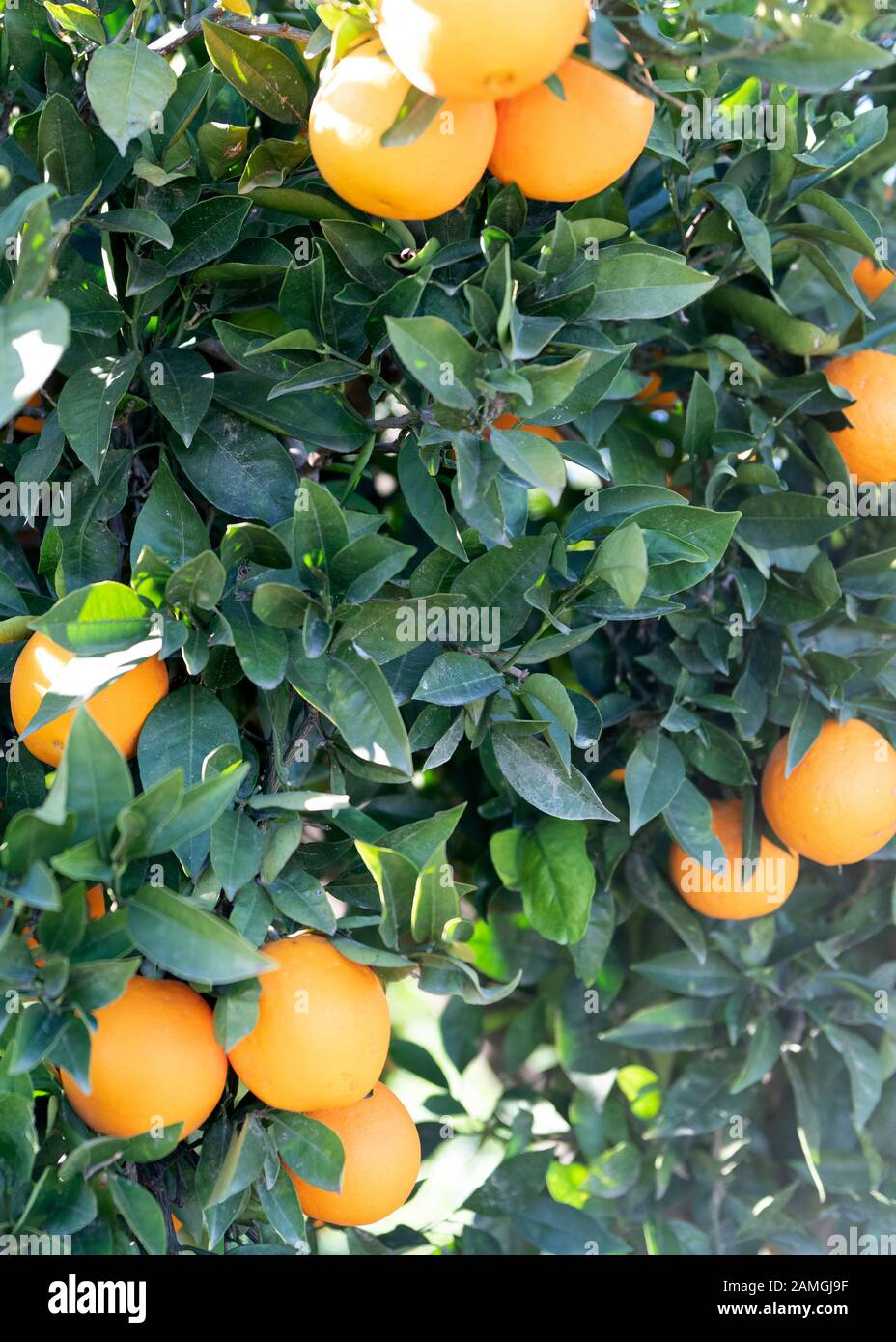 Spannischen-Orangen hängen von einem Baum, der im Sonnenkopierraum auf dem Hintergrund knurrt Stockfoto