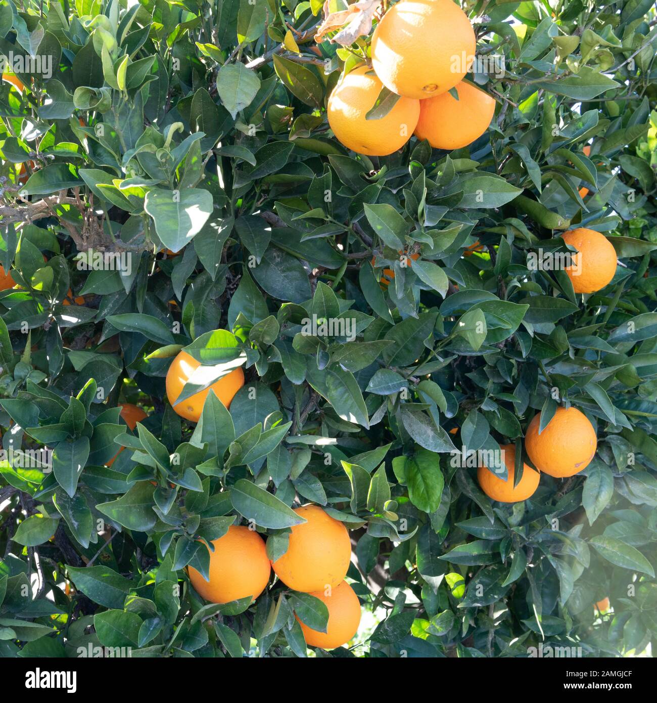 Quadratisches Bild von Spannischen-Orangen, die an einem Baum hängen, der im Sonnenkopierraum auf dem Hintergrund knurrt Stockfoto