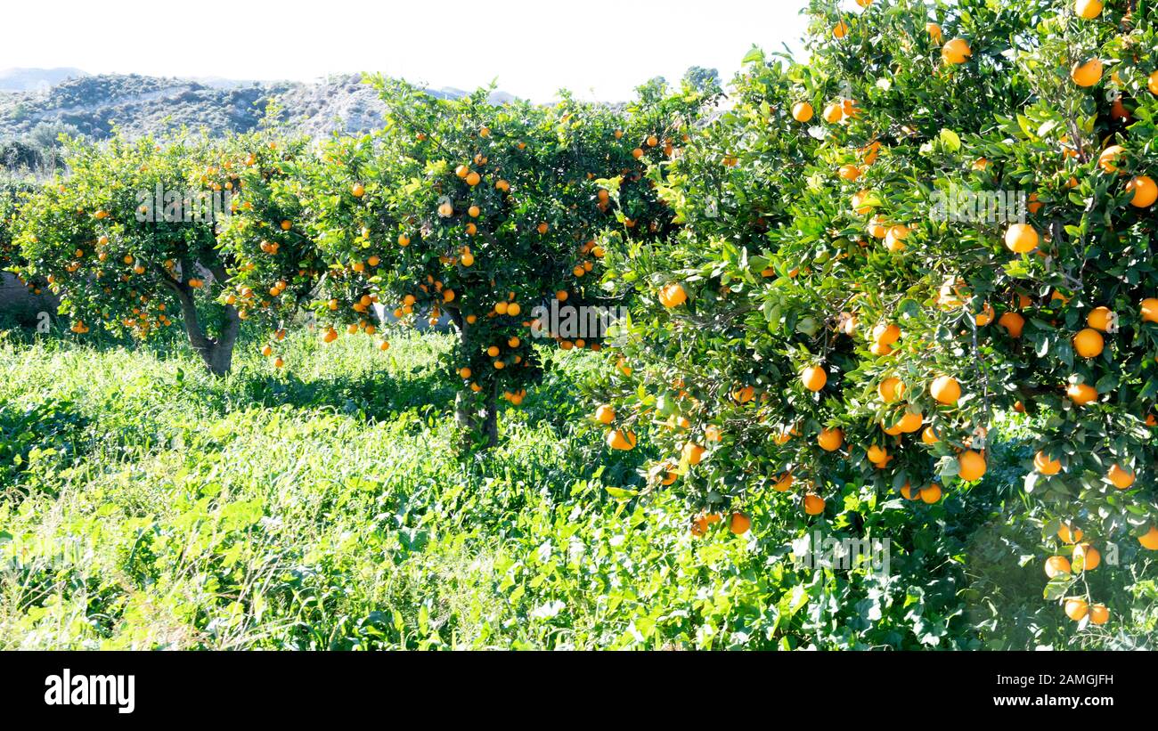 Schöne spanische Orangenbäume mit reifem Obstbau in der warmen andalucia Sonne kopieren Platz auf dem grünen Hintergrund Stockfoto
