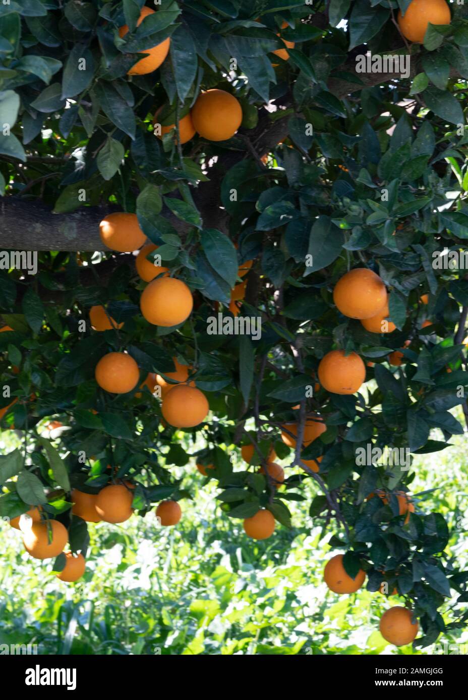 Andalucia Orangen wachsen dicht oben hängen von einem Baum-Copyspace im Hintergrund Stockfoto