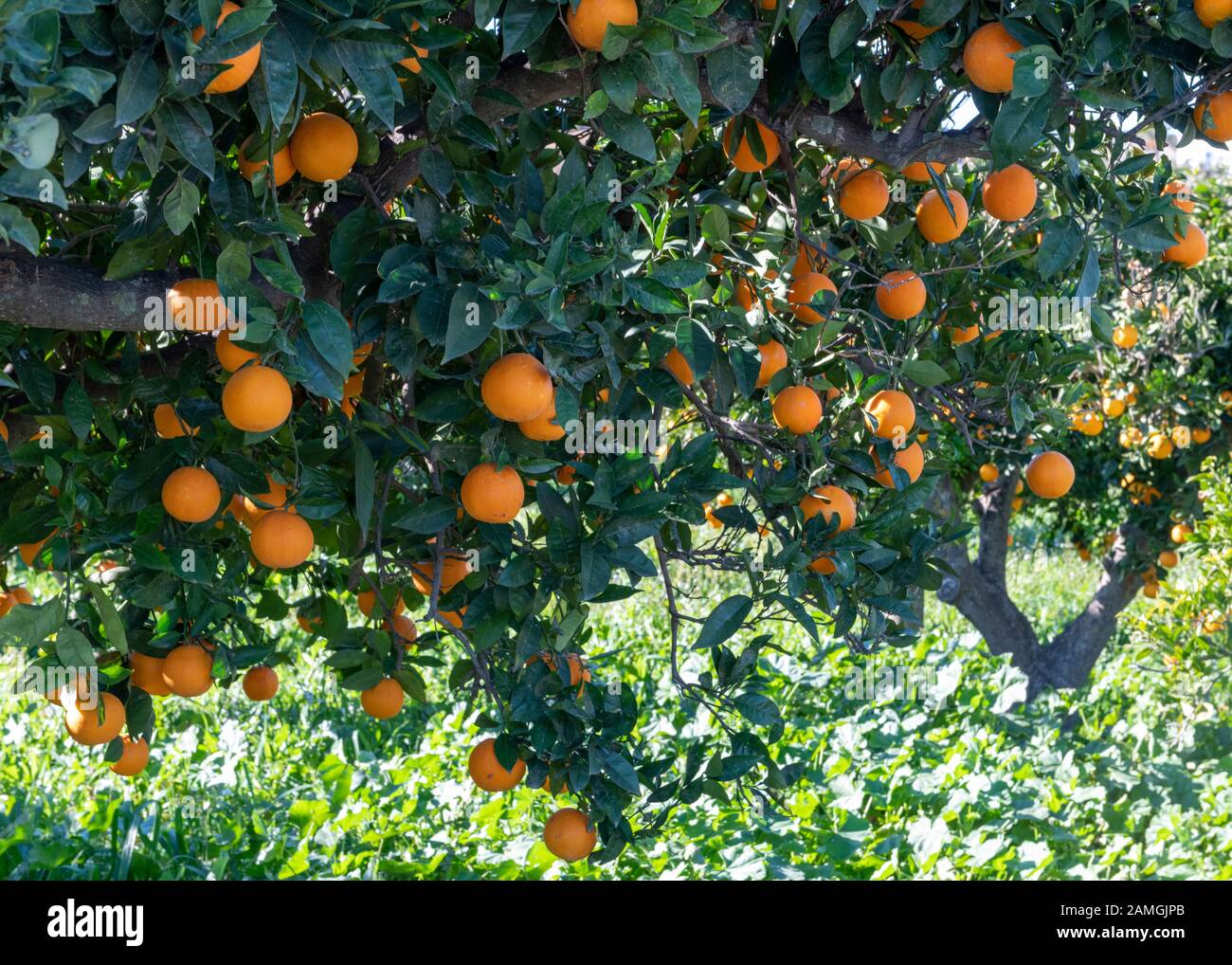 Baum voller reifer spanischer Orangen bereit für geerntete Kopie Sapce im grünen Hintergrund Stockfoto