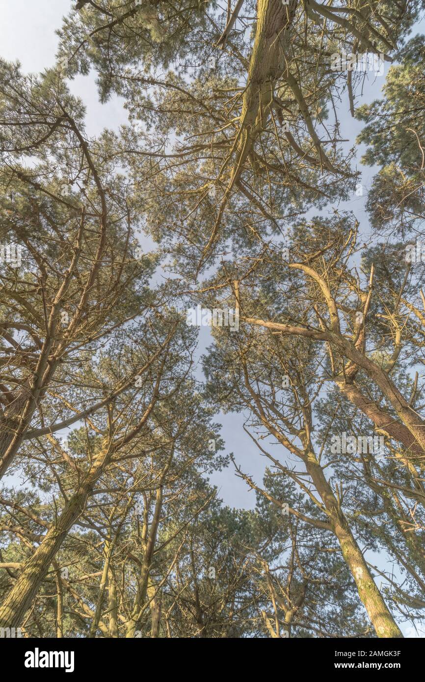 Ultraweitwinkelaufnahme des Baumdachs bei winterlicher Sonneneinstrahlung von Monterey Pine/Pinus radiata, die in Cornwall, Großbritannien wächst. Blick auf den Vordach der Kiefernblättrigen. Stockfoto