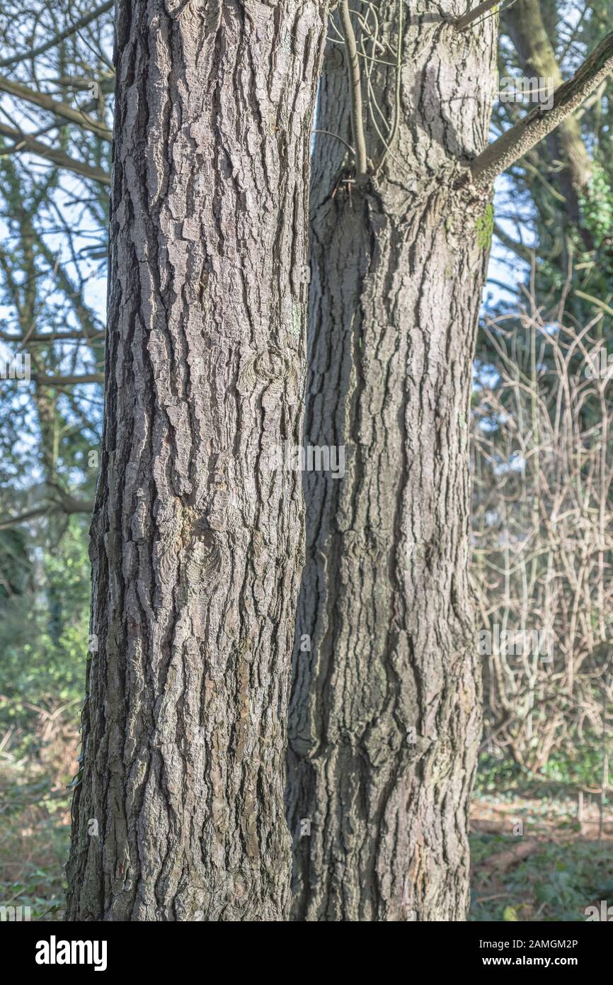 Tief verfurchte Rinde aus Monterey Pine/Pinus radiata, die in Cornwall, Großbritannien wächst. Kofferraum ca. 12-15 in. Breit. In Kalifornien ist es heimisch und gefährdet Stockfoto