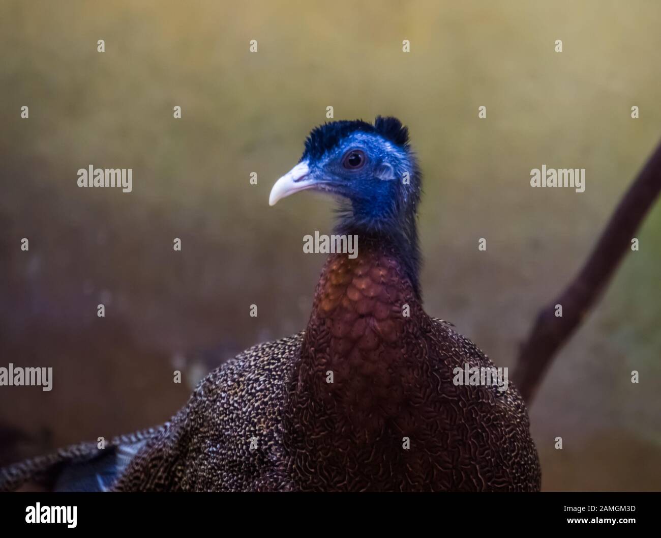 Das Gesicht eines männlichen großen argus-fasans in Nahaufnahme, in der Nähe bedrohter Vogelspezialitäten aus Asien Stockfoto