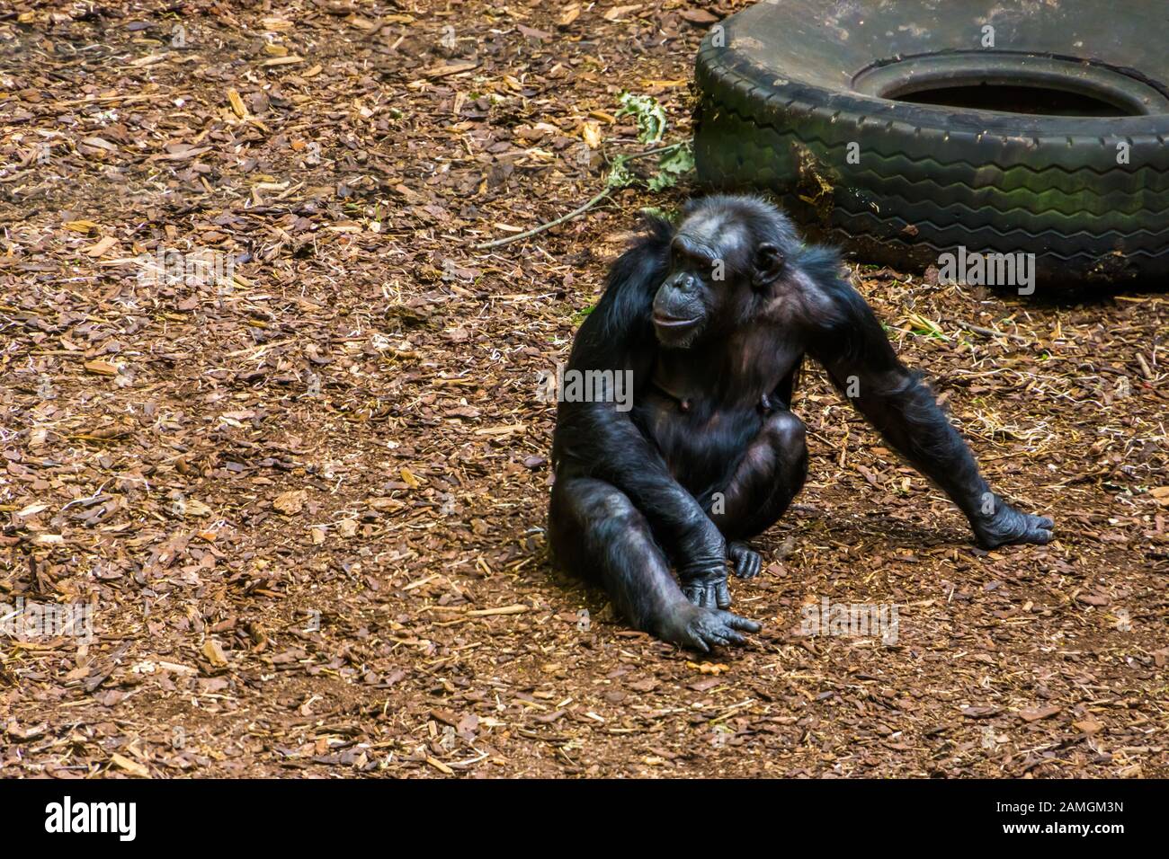 Porträt eines auf dem Boden sitzenden Schimpansen, Gefährdeter Tierspezialitäten aus Afrika Stockfoto