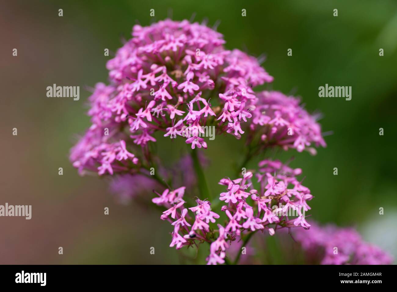 Valerian wächst in einem englischen Landgarten, England Stockfoto