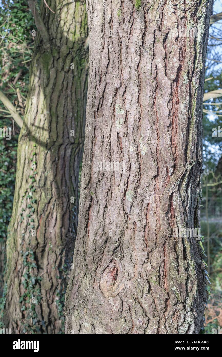 Tief verfurchte Rinde aus Monterey Pine/Pinus radiata, die in Cornwall, Großbritannien wächst. Kofferraum ca. 12-15 in. Breit. In Kalifornien ist es heimisch und gefährdet Stockfoto