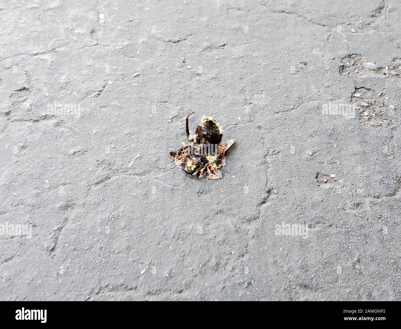 Nahaufnahme der zerdrückten Biene auf der Straße, San Ramon, Kalifornien, 27. Dezember 2019. Die Bienenpopulationen stehen vor Herausforderungen aufgrund von Krankheiten, menschlichen Einwirkungen und anderen unbekannten Faktoren. () Stockfoto