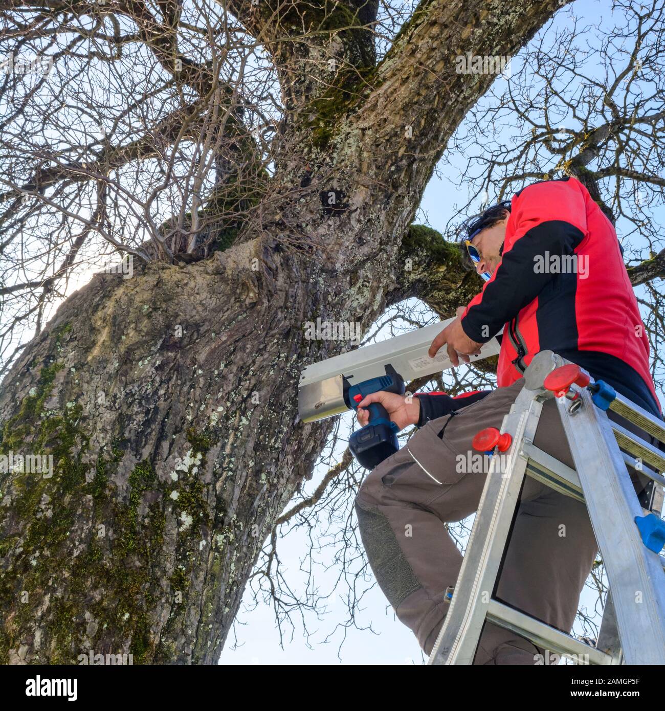 Treeworker Prüfung einen Baumstamm mit technischer Ausrüstung Stockfoto