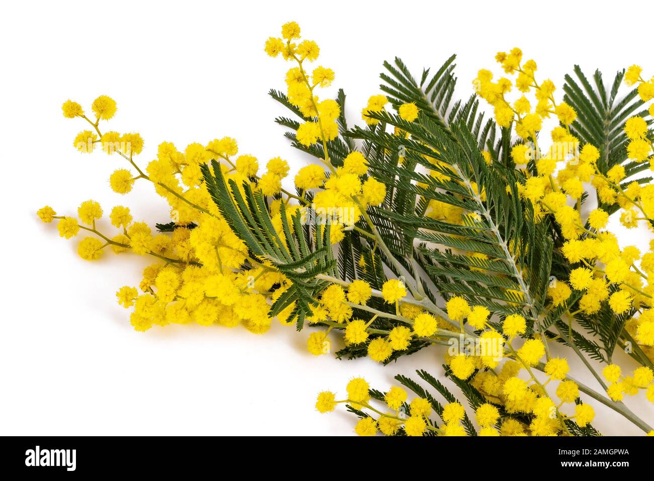Mimosa (Silber-Akazie) Zweig isoliert auf weißem Hintergrund. Stockfoto