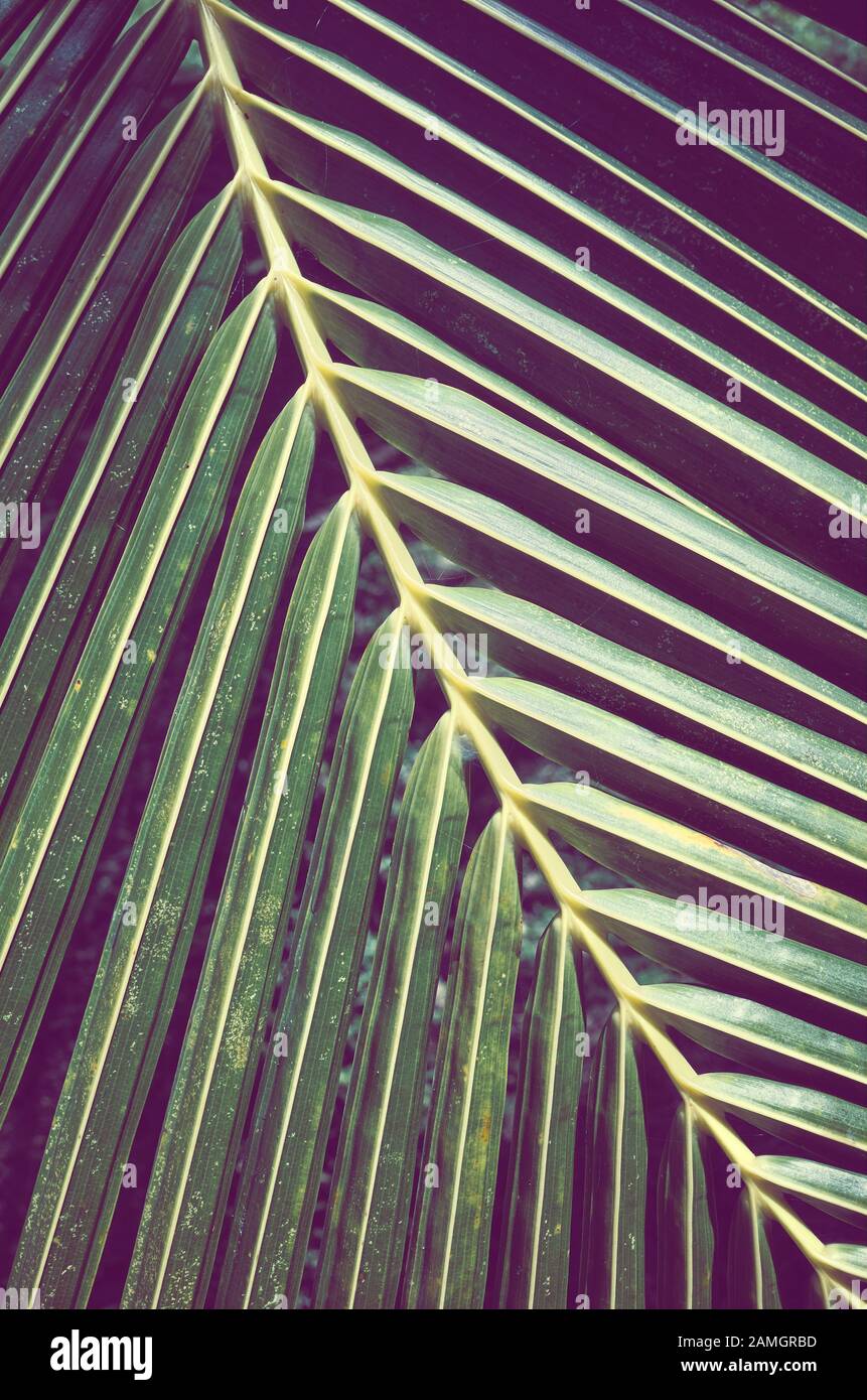 Nahaufnahme eines Palmenblatts, farbiges Bild, selektiver Fokus. Stockfoto