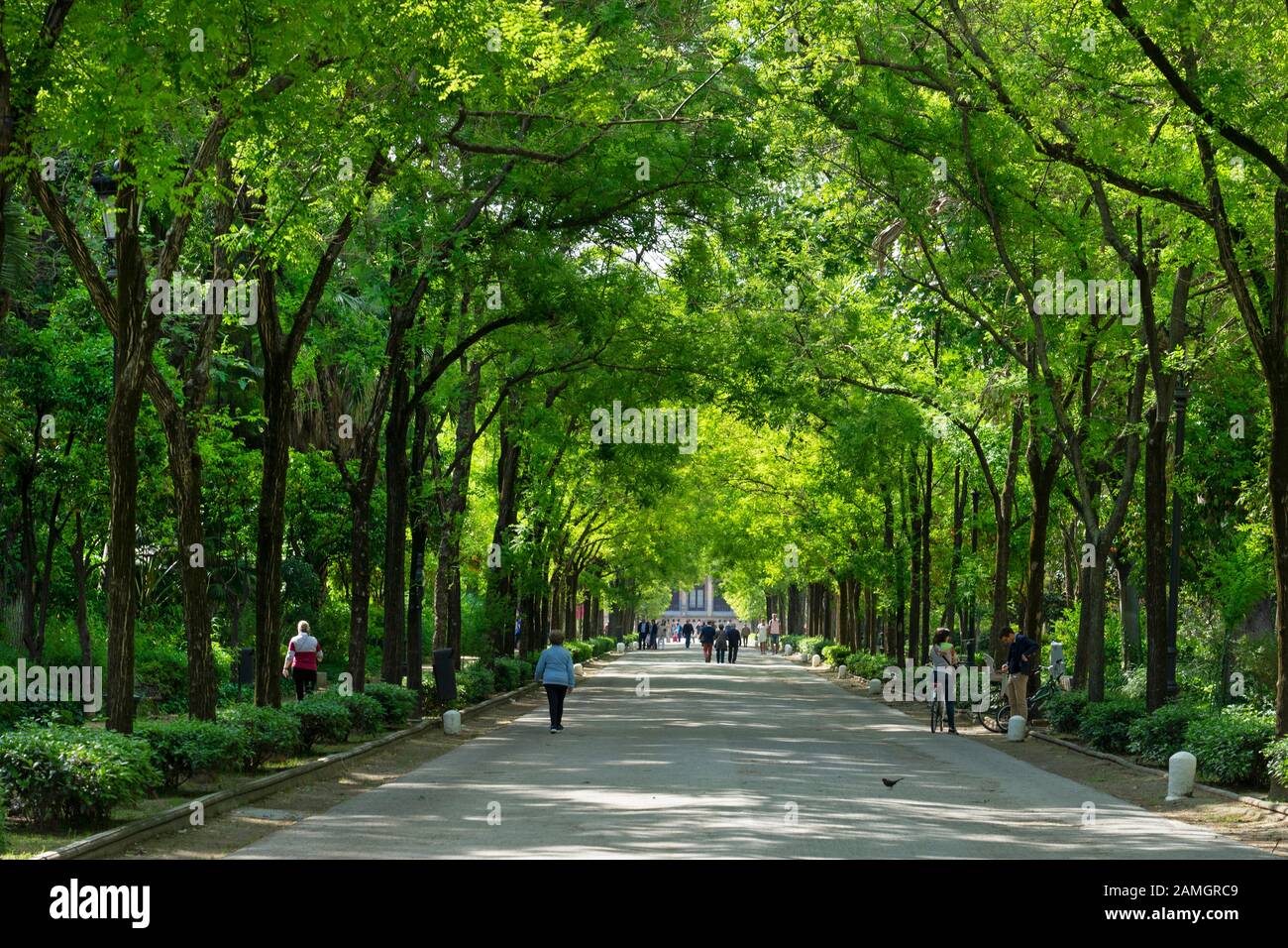 Eine von Bäumen gesäumte Allee im Park an der Plaza de espana, Sevilla, Andalusien, spanien, Europa Stockfoto