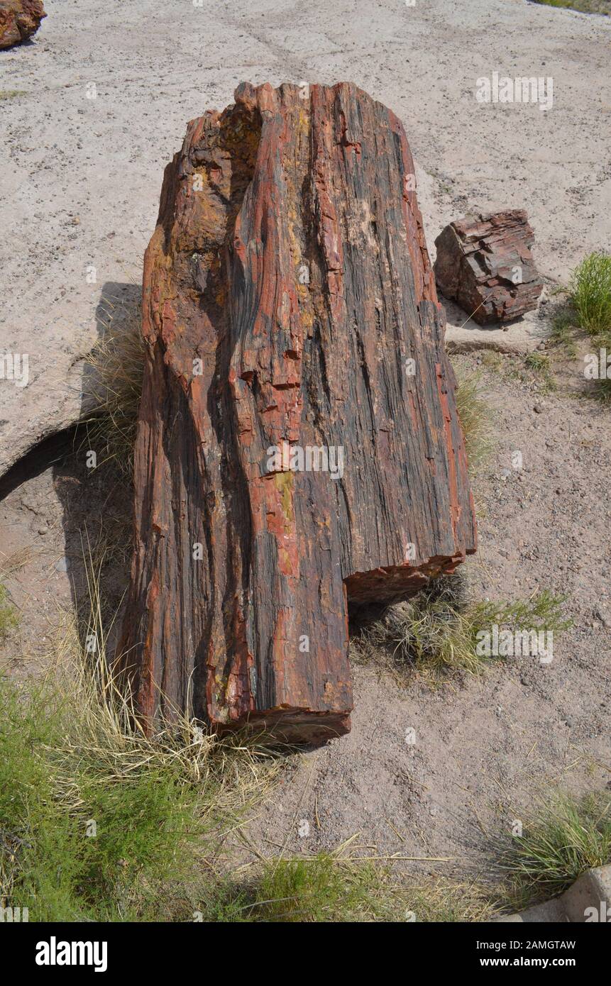Anfang Sommer in Arizona: versteinertes Holz in Petrified Forest National Park Stockfoto