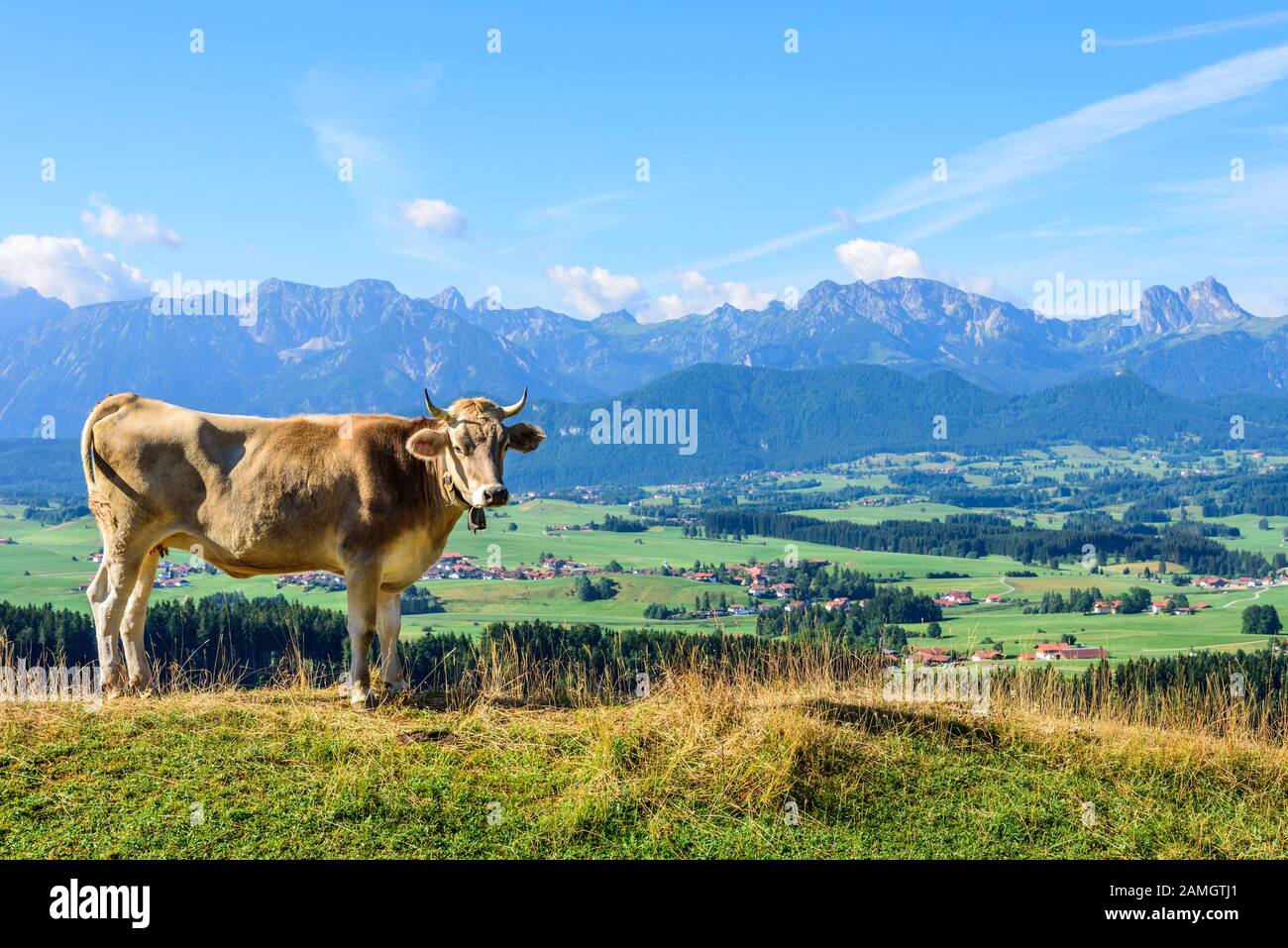 Eine Gruppe junger Kühe grasen auf einer sonnigen Wiese im östlichen Allgäu Stockfoto