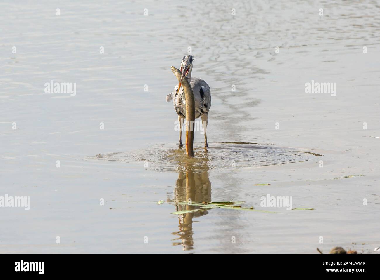 Vorderansicht Nahaufnahme des britischen Graureihers (Ardea cinerea) Fütterung, isoliert im Wasser stehend, der darum kämpft, großen Aal zu essen. Hungriger gieriger Vogel, großer Appetit. Stockfoto