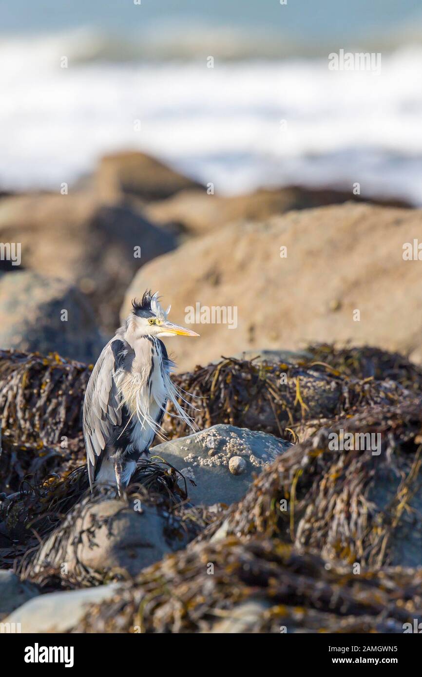 Nahaufnahme wilde Küsten UK Graureiher Vogel (Ardea cinerea) isoliert am britischen Strand sitzen Statue noch auf Felsen von Felsen Pool, Federn weht im Wind. Stockfoto