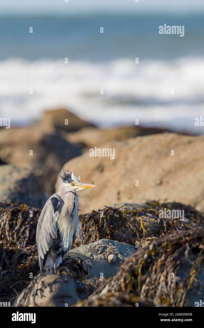 Nahaufnahme wilde Küsten UK Graureiher Vogel (Ardea cinerea) isoliert am britischen Strand sitzen Statue noch auf Felsen von Felsen Pool. Britische Reiher waten Ufervögel. Stockfoto